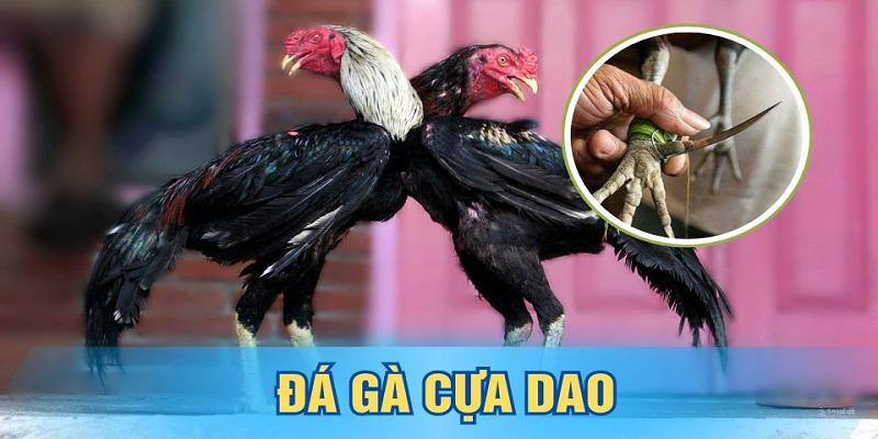 Tìm hiểu về hình thức thi đấu đá gà cựa dao